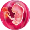 Эмбрион в 4 недели.